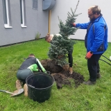 Výsadba vánočního stromu