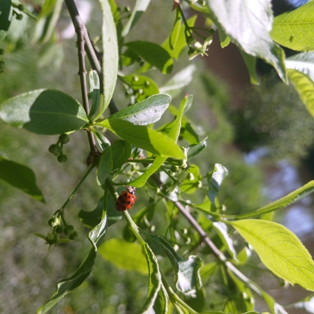 thumb_1753_10151.jpg