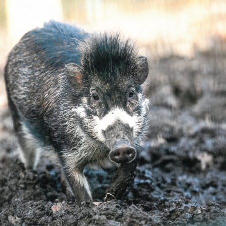 Adopce zvířete v ostravské zoo