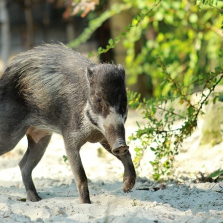 Adopce zvířete v ostravské zoo