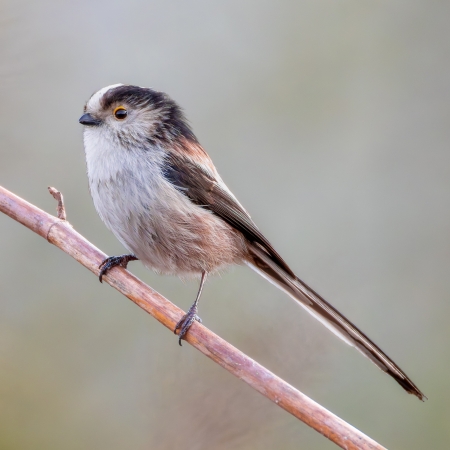Mapování hnízdění ptáků