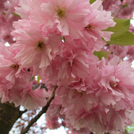 thumb_790_4040.jpg