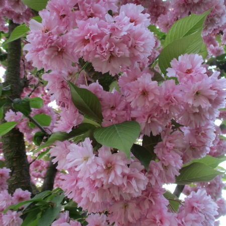 thumb_790_4045.jpg
